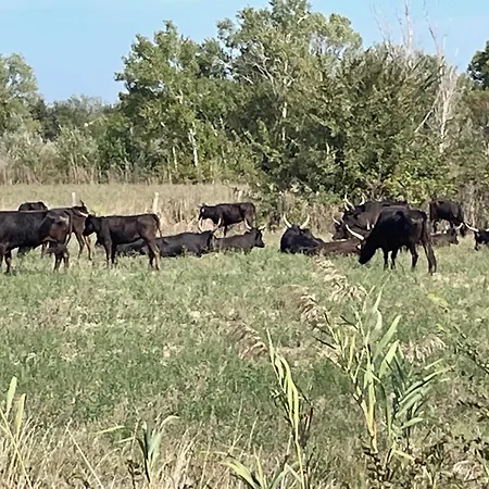 펜션 Le Petit Bordes - Li Biou