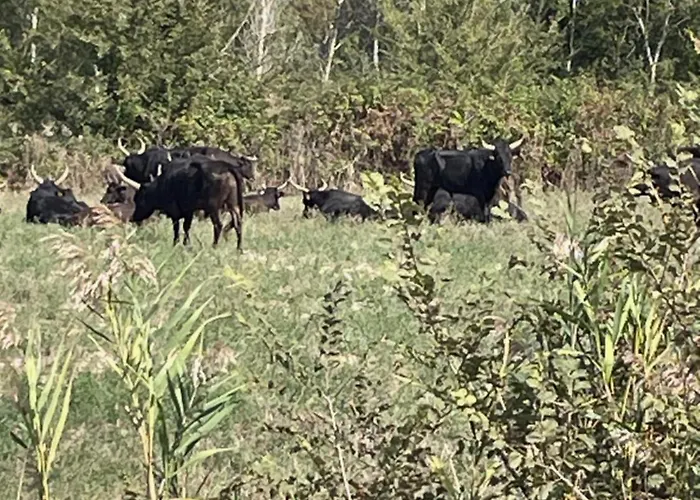 Le Petit Bordes - Li Biou 別荘