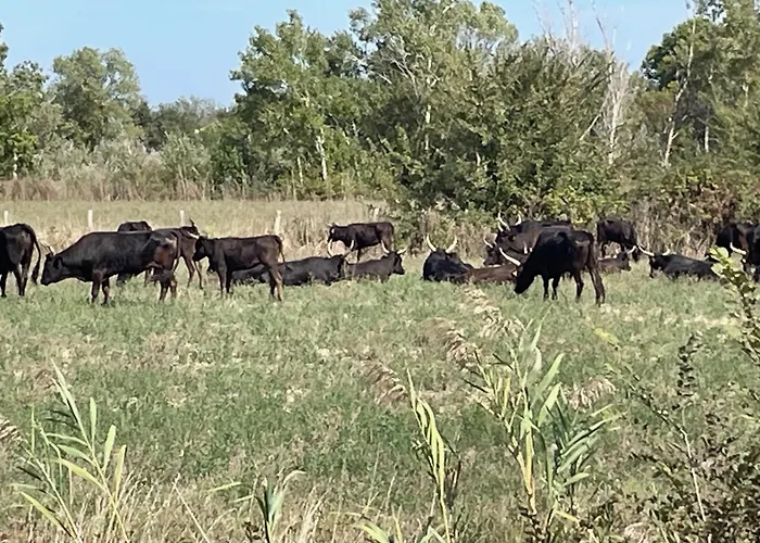 別荘 Le Petit Bordes - Li Biou